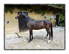 El Cid