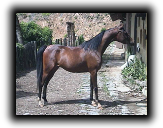 caponera