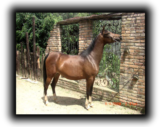 dahana